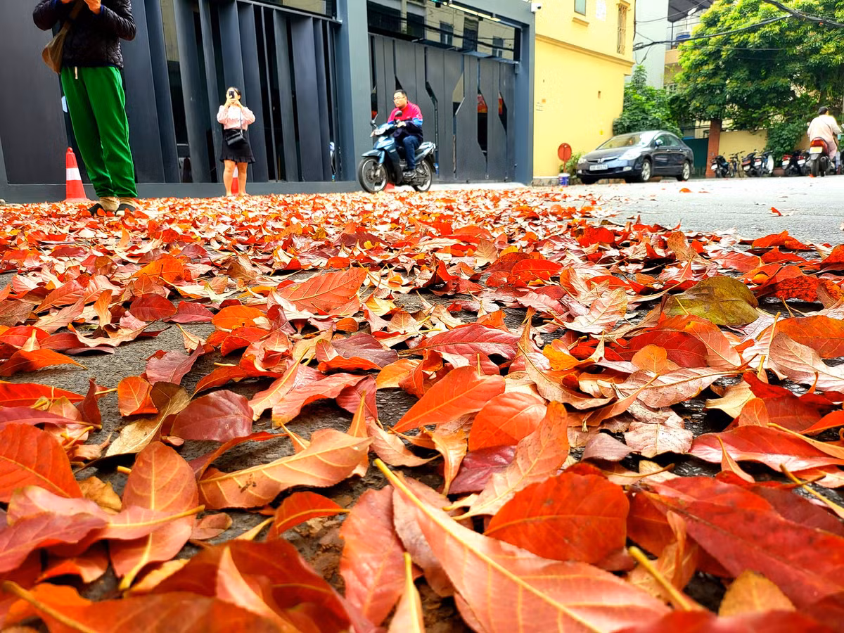 Còn gì thi vị bằng ngồi cà phê 1 góc phố cổ Hà Nội dưới tán lá thay màu đẹp tuyệt vời