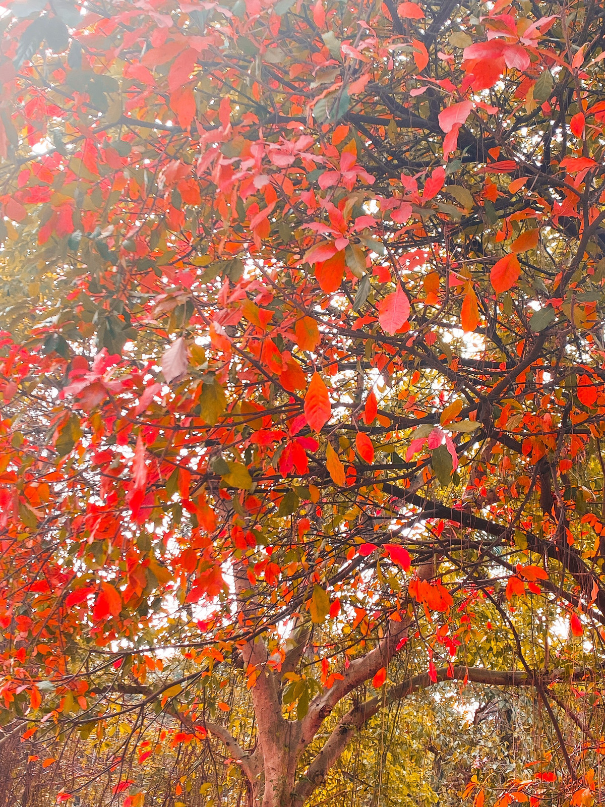 Trên những góc phố, ngõ nhỏ của Hà Nội các tán lá xen lẫn sắc vàng, đỏ