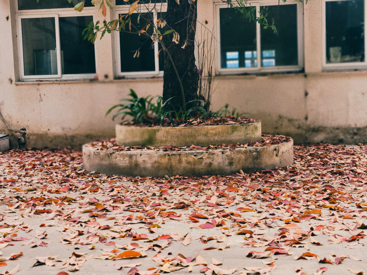 Lá cây rụng xuống mặt sân gợi nên 1 khung cảnh rất trữ tình