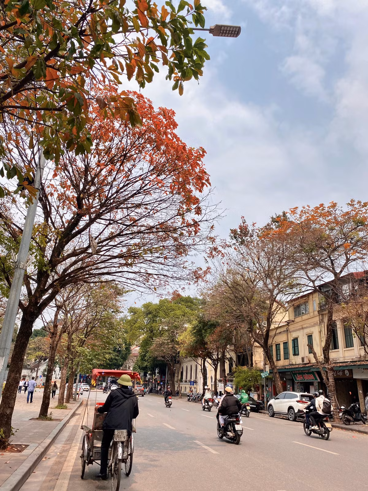 Hình ảnh những chiếc xích lô đi lại giữa lòng đường, 2 bên là hàng cây đang thay lá gợi về 1 hình ảnh Hà Nội xưa cũ