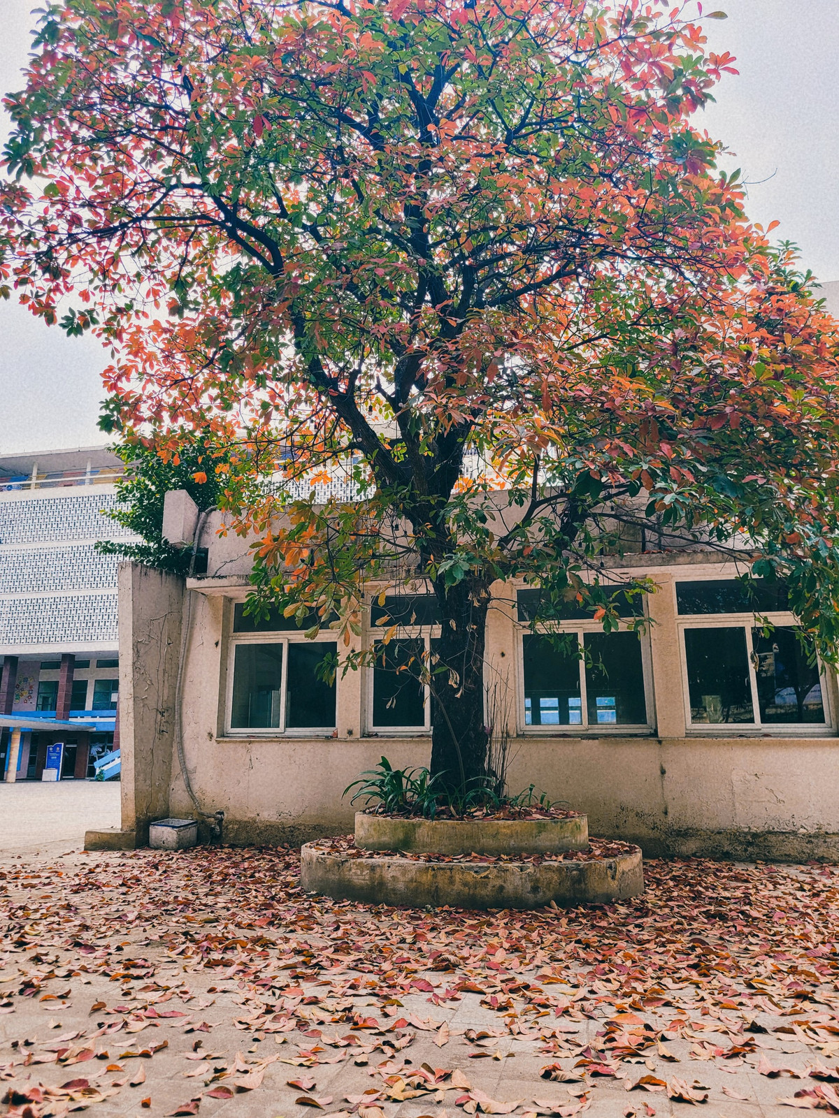 Bên trong cung Thiếu nhi Hà Nội ở con phố Trần Nguyên Hãn, một chiếc cây mùa xuân cũng đang thay màu