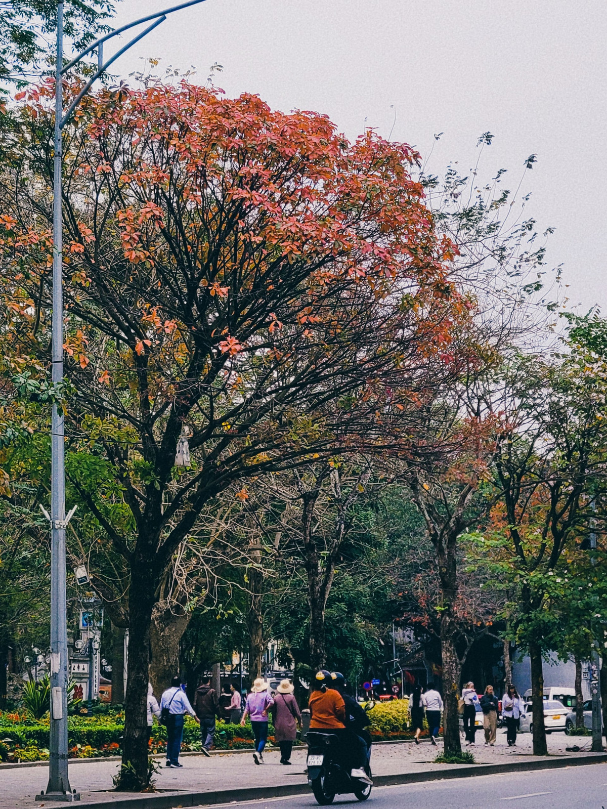 "Cây sống ảo này" có tọa độ nằm bên cạnh hồ Gươm, rất nhiều người đi qua đã phải ngoái lại nhìn