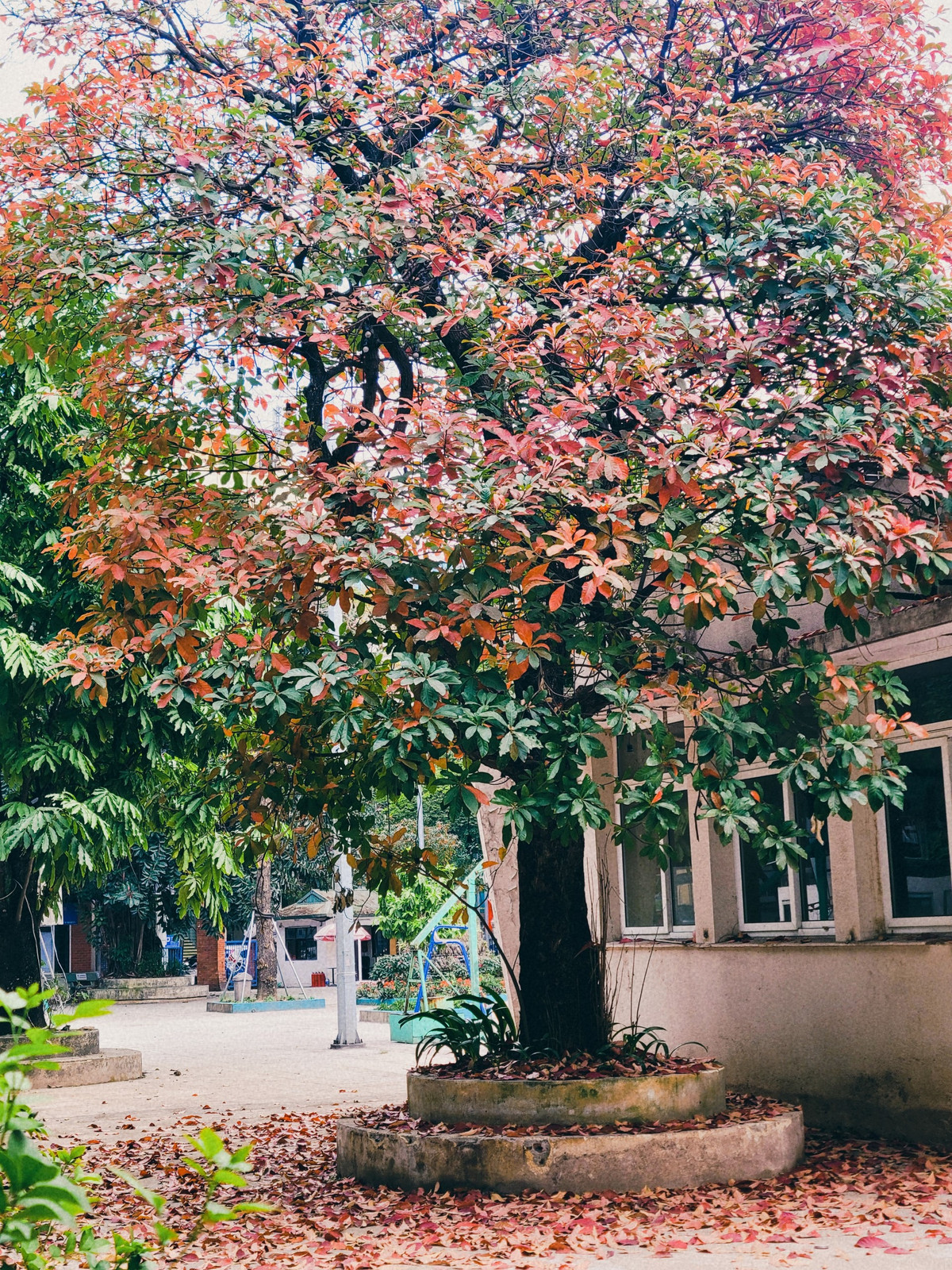 Thường mua thay lá này chỉ diễn ra trong khoảng ít tuần