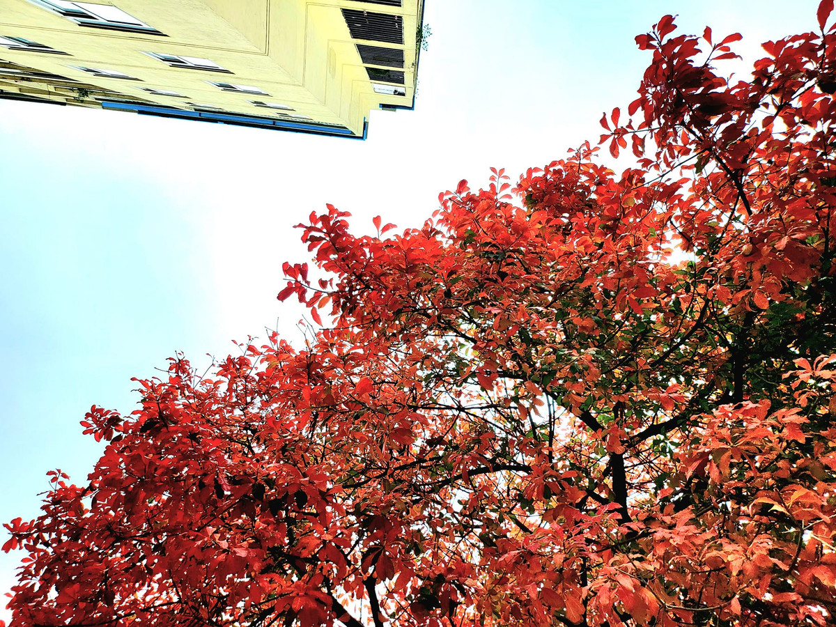 Vẻ đẹp mùa thay lá đỏ trên phố cổ Hà Nội