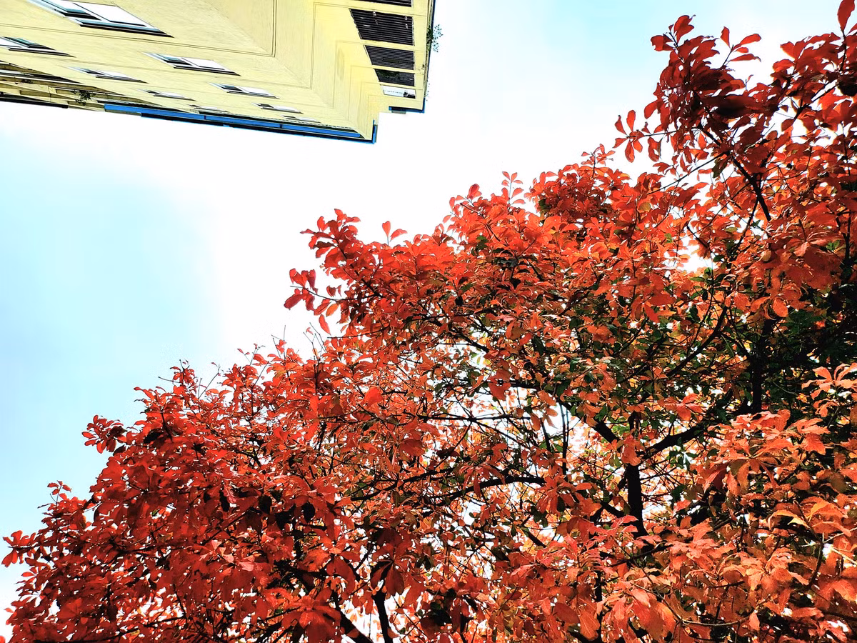 Vẻ đẹp mùa thay lá đỏ trên phố cổ Hà Nội