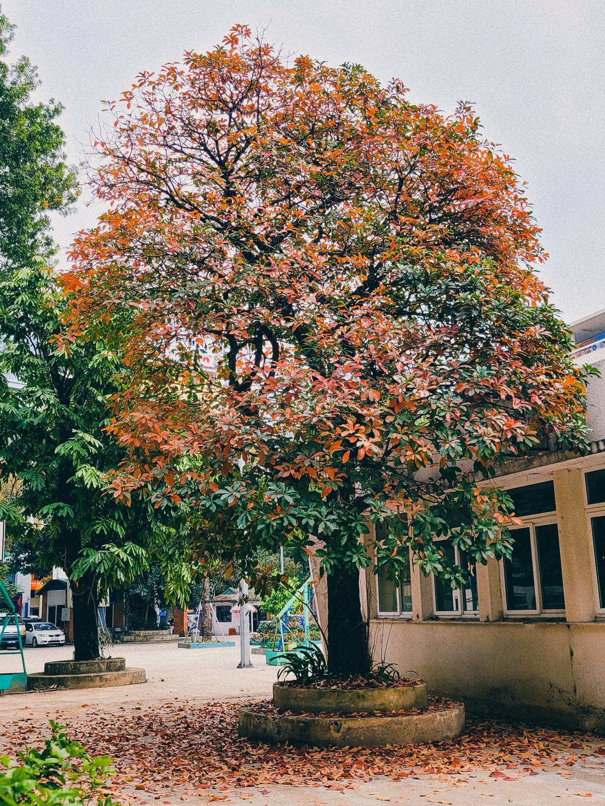 Nằm hẳn trong khuôn viên cung Thiếu nhi, thế nhưng sắc màu nổi bật của tán cây vẫn rất hút mắt