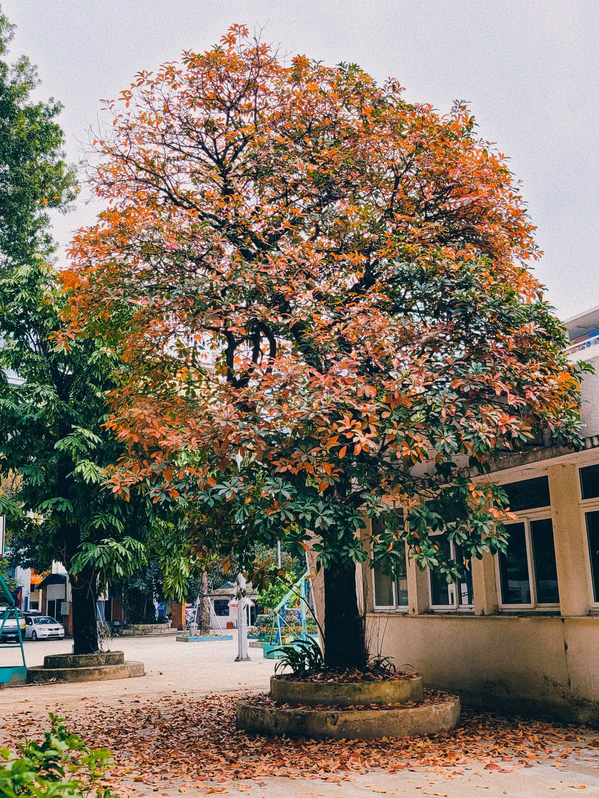 Nằm hẳn trong khuôn viên cung Thiếu nhi, thế nhưng sắc màu nổi bật của tán cây vẫn rất hút mắt