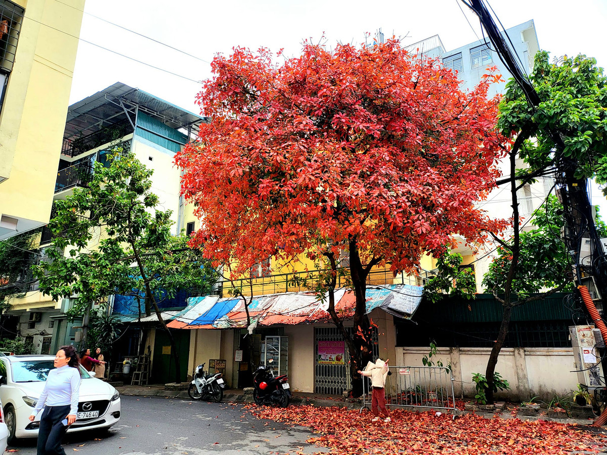Ở một góc phố khác, chiếc cây lá đỏ cũng trở thành tâm điểm của sự chú ý