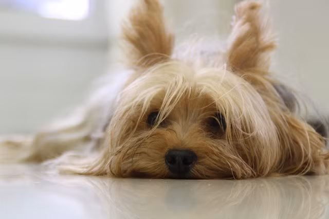 Yorkshire Terriers là giống chó phổ biến thứ sáu ở Mỹ. Chúng rất dũng cảm và ưa thích khám phá thiên nhiên, tuy nhiên để chơi với trẻ em thì chưa phải lựa chọn lý tưởng. Trọng lượng tối đa của giống chó này chỉ khoảng 3,2kg.