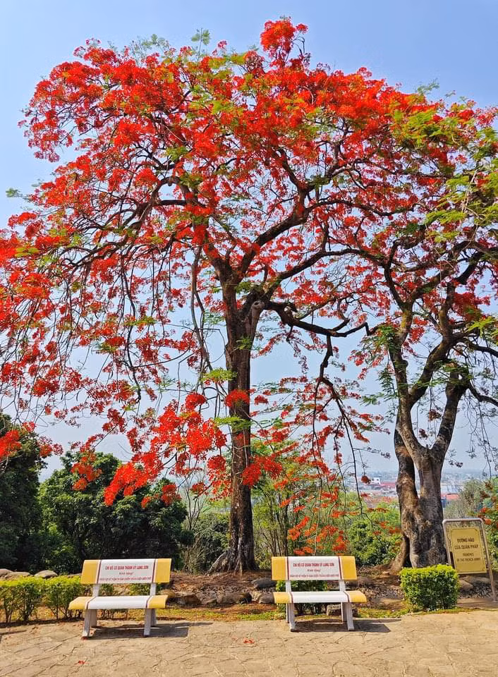 Me man cay phuong vi “thap lua” tren Doi A1 Dien Bien Phu
