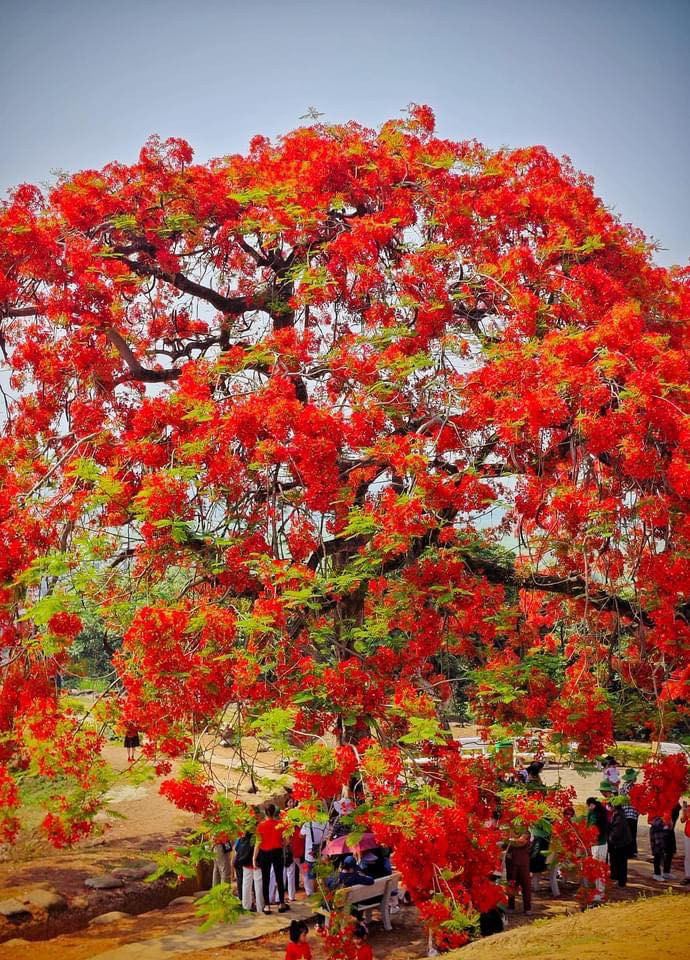 Hai cây phượng nằm cách nhau 60m ra hoa vào đúng dịp kỷ niệm 70 năm Chiến thắng Điện Biên Phủ.