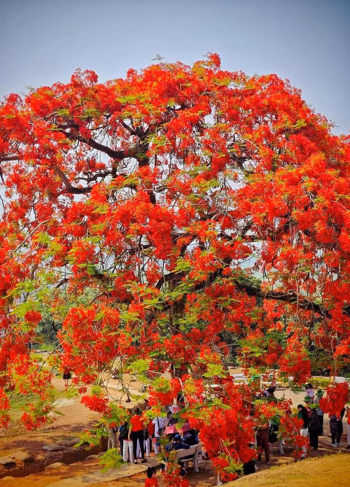 Hai cây phượng nằm cách nhau 60m ra hoa vào đúng dịp kỷ niệm 70 năm Chiến thắng Điện Biên Phủ.