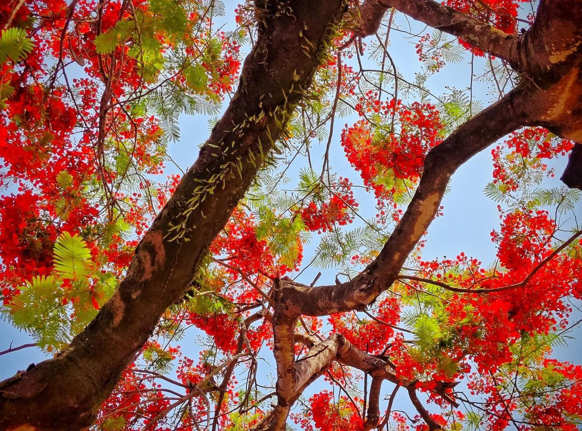 Nhìn từ dưới, hoa phượng như những đóm lửa lớn đang bừng cháy.