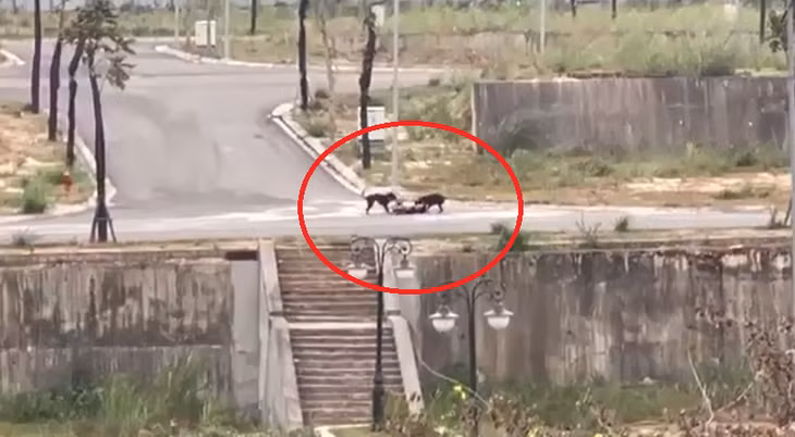 Nam sinh Hoàng V. đang chạy bộ tập thể dục thì bị 2 con chó dữ tấn công. Việc bị chó cắn không chỉ gây ra những tổn thương về mặt thể chất mà còn để lại những ảnh hưởng về mặt tâm lý nghiêm trọng, nhất là đối với trẻ em. Bệnh viện Sản Nhi tỉnh Phú Thọ đã từng tiếp nhận bệnh nhi N.G.H (3 tuổi, ở huyện Phù Ninh) trong trạng thái quấy khóc tâm lý hoảng sợ, nhiều vết chó cắn ở trên mặt. Gia đình cho biết, cháu H sang nhà hàng xóm chơi và bị chó nuôi tấn công. Nghe tiếng la hét của cháu, hàng xóm và gia đình chạy lại thì thấy cháu H đang bị chó cắn, kiểm tra bé thấy bị thương ở vùng mặt 2 bên má, vết rách chảy nhiều máu bám bụi bẩn. Theo mẹ của cháu H, chú chó tấn công được gia đình hàng xóm nuôi để trông nhà. Tại thời điểm xảy ra sự việc, chó được thả rông, không rọ mõm.