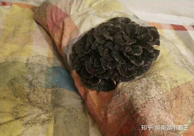 Giải ở bẩn năm nay đã thuộc về "người nông dân" trồng nấm trên gối, một cách nuôi nấm không phải ai cũng làm được.