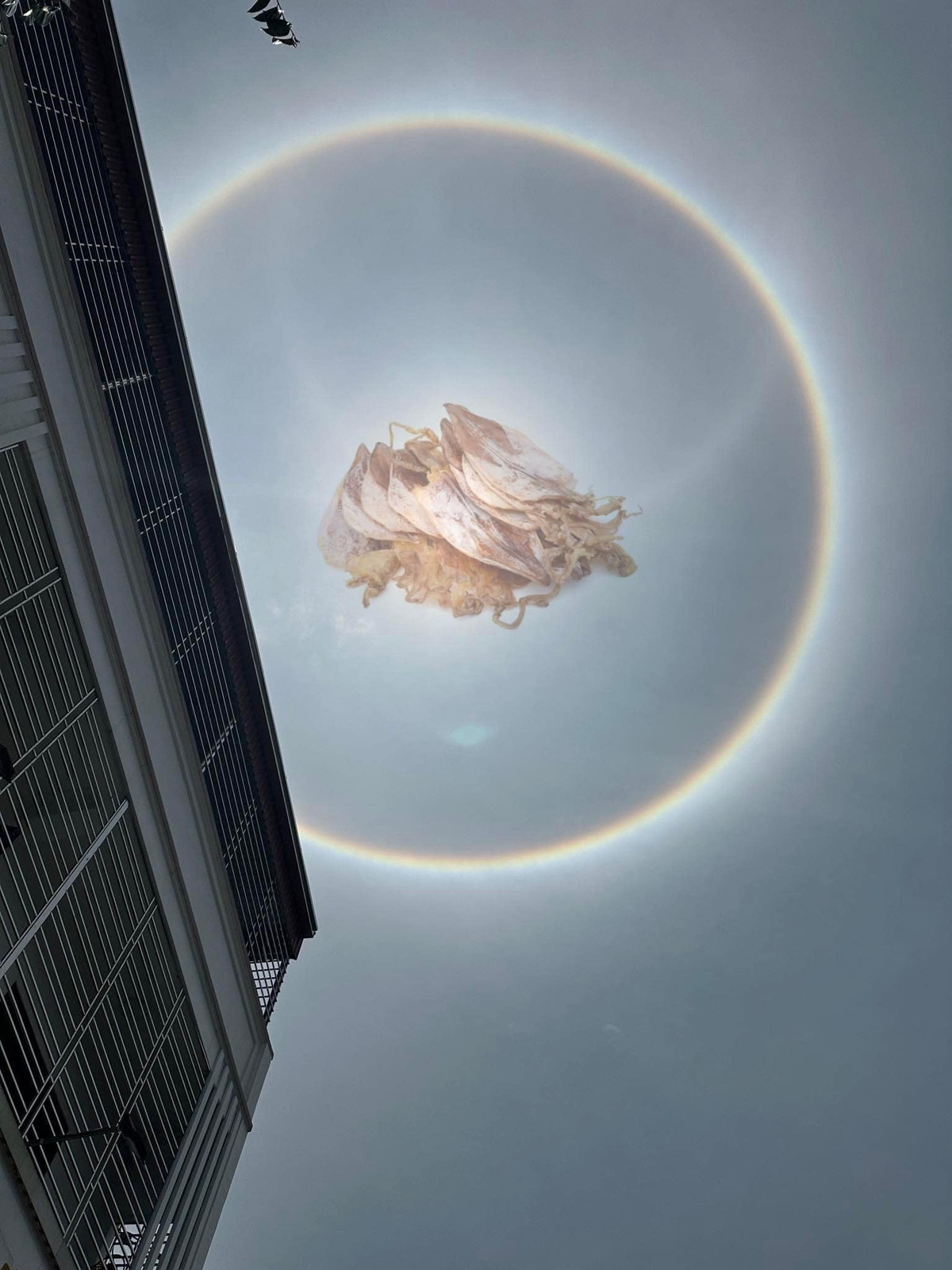 "Vầng hào quang làm lóa mắt quá nên nhìn gà hóa quốc rồi", "trời quang thế này thì làm con mực với cốc bia hơi là hợp lý nhất" - nhiều người bày tỏ.