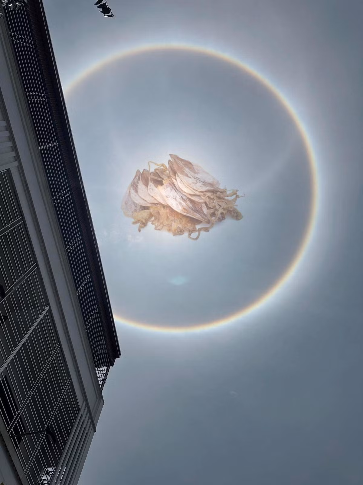 "Vầng hào quang làm lóa mắt quá nên nhìn gà hóa quốc rồi", "trời quang thế này thì làm con mực với cốc bia hơi là hợp lý nhất" - nhiều người bày tỏ.