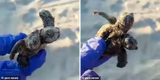 Kinh ngac rua bien dinh lien than van song nhu thuong-Hinh-3