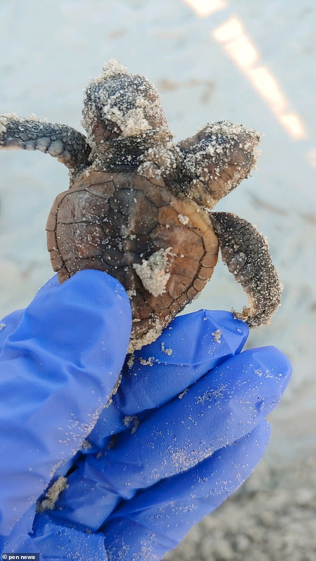 Kinh ngac rua bien dinh lien than van song nhu thuong-Hinh-2