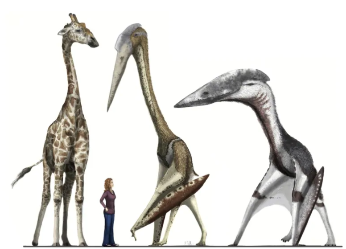 Choang phat hien hoa thach rong bang, ke thong tri bau troi-Hinh-6