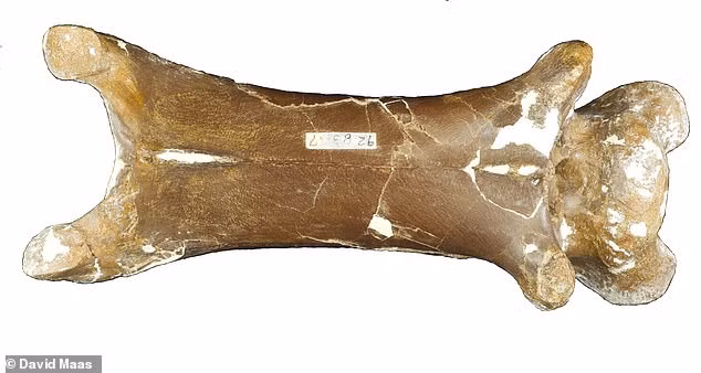 Choang phat hien hoa thach rong bang, ke thong tri bau troi-Hinh-5