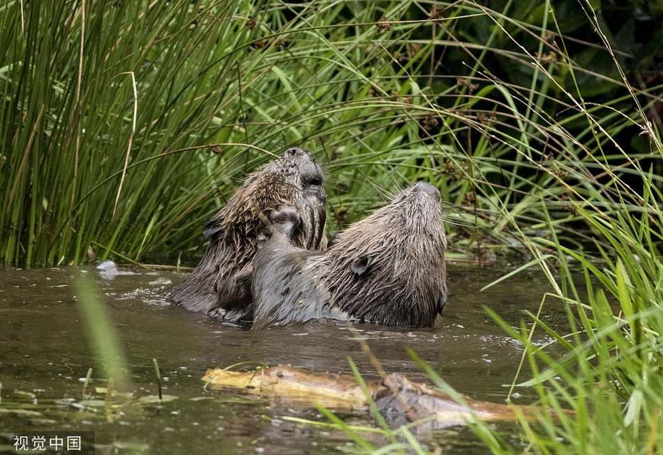 Hai ly can xe nhau dien cuong, tung du moi don 