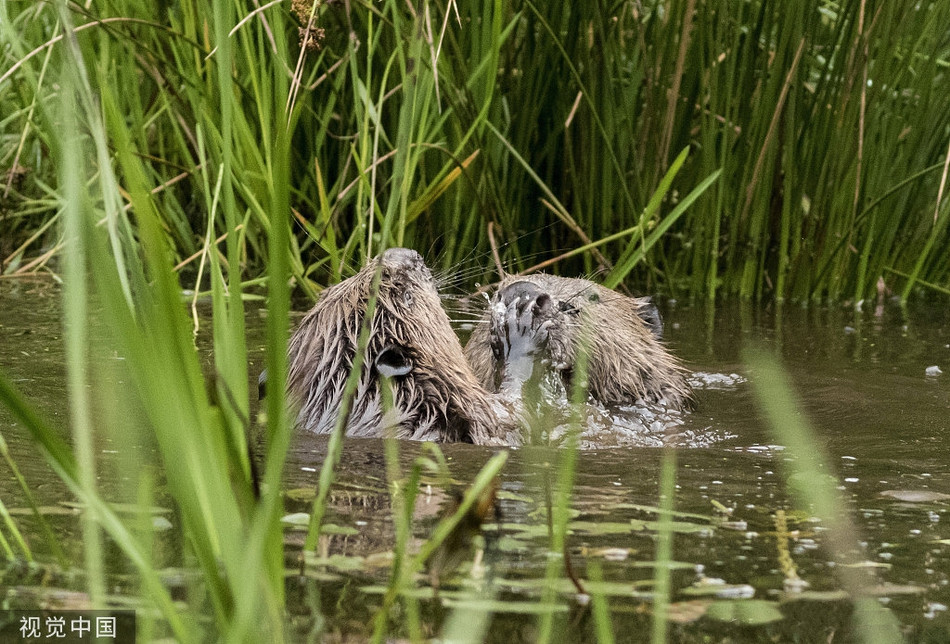 Hai ly can xe nhau dien cuong, tung du moi don 