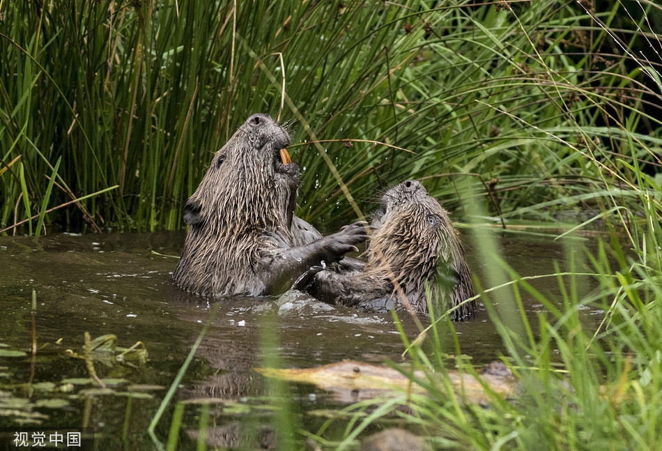Hai ly can xe nhau dien cuong, tung du moi don 