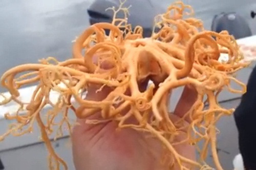 Tom sinh vat la nhu ngoai hanh tinh, he lo chan tuong...