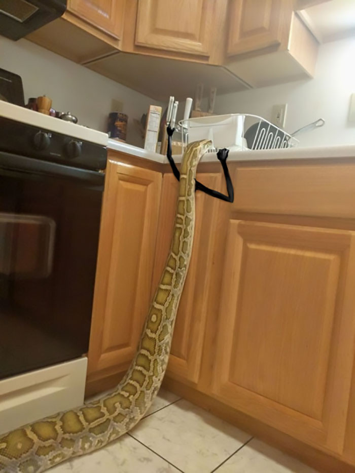 Bò vào nhà để tìm đồ ăn, trăn khổng lồ với hai cánh tay nhỏ xíu cũng không còn đáng sợ nhiều như trước.