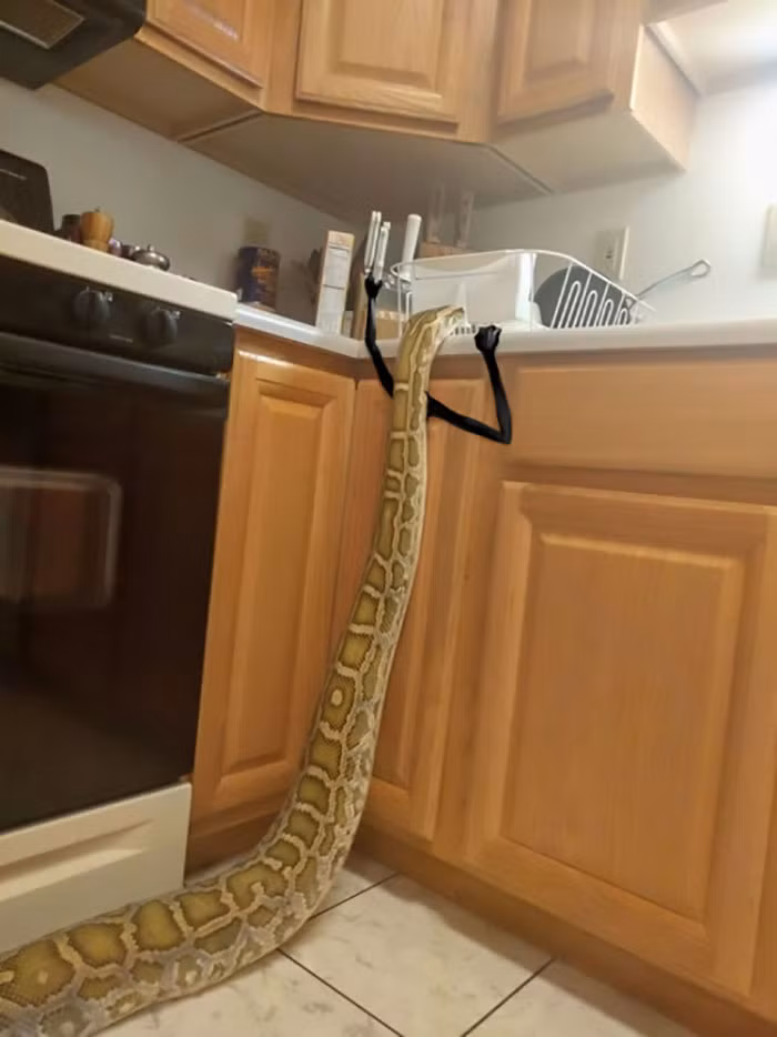 Bò vào nhà để tìm đồ ăn, trăn khổng lồ với hai cánh tay nhỏ xíu cũng không còn đáng sợ nhiều như trước.