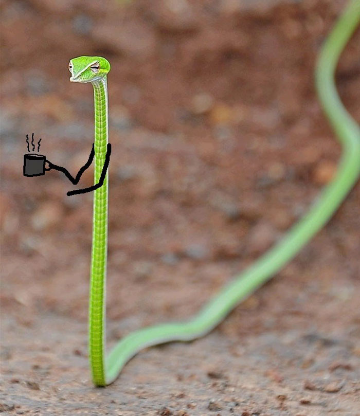 Mắt díu cả lại, con rắn này thực sự cần một cốc cà phê cho tỉnh táo.