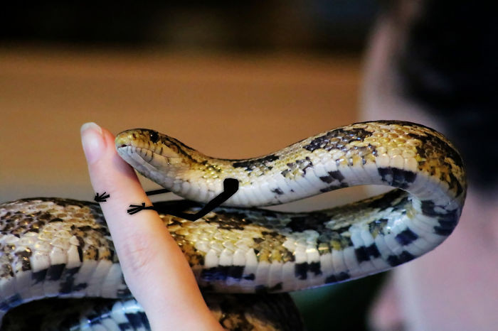 Hình ảnh này khiến con rắn trở nên hiền lành, đáng yêu như mèo con.