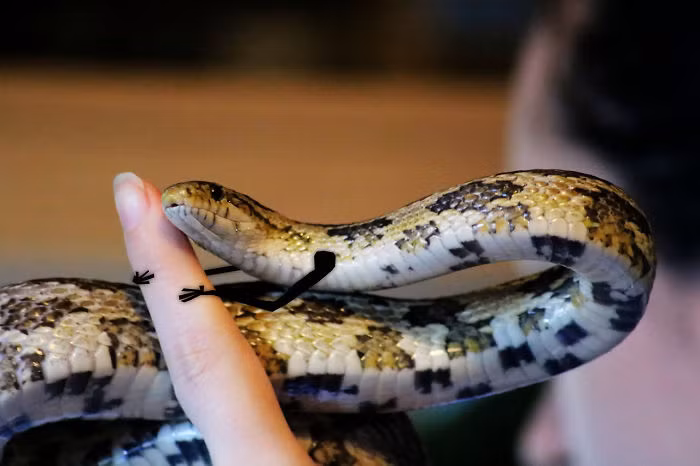 Hình ảnh này khiến con rắn trở nên hiền lành, đáng yêu như mèo con.