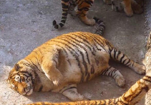 Trong ảnh là một con hổ vắn béo ú. Không giống như những con hổ khác mải mê tập luyện để có thân hình đẹp chuẩn mực, hổ béo chỉ thích ăn và nằm phơi nắng, tận lực khiến mình béo lên để đón mùa đông.