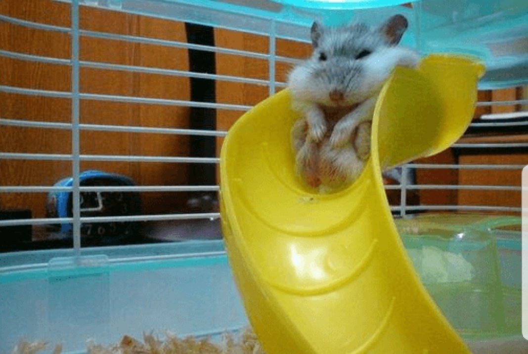 Béo đến mức không trượt nổi cầu trượt, gương mặt của chuột cưng đầy vẻ hậm hực, bực bội khi mắc kẹt.