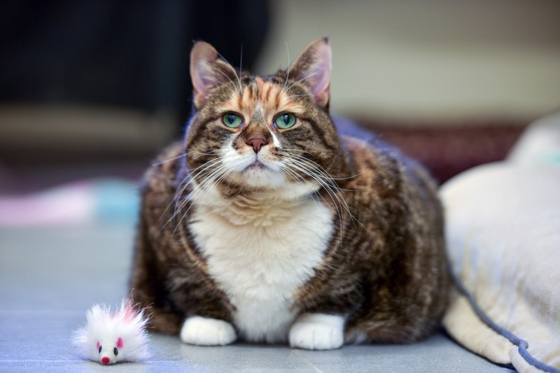 Nhìn những động vật béo ú, mập mạp, dễ thương này, nhiều người không khỏi thốt lên: "Thực sự muốn ôm vào lòng, trông chúng quá ấm áp".