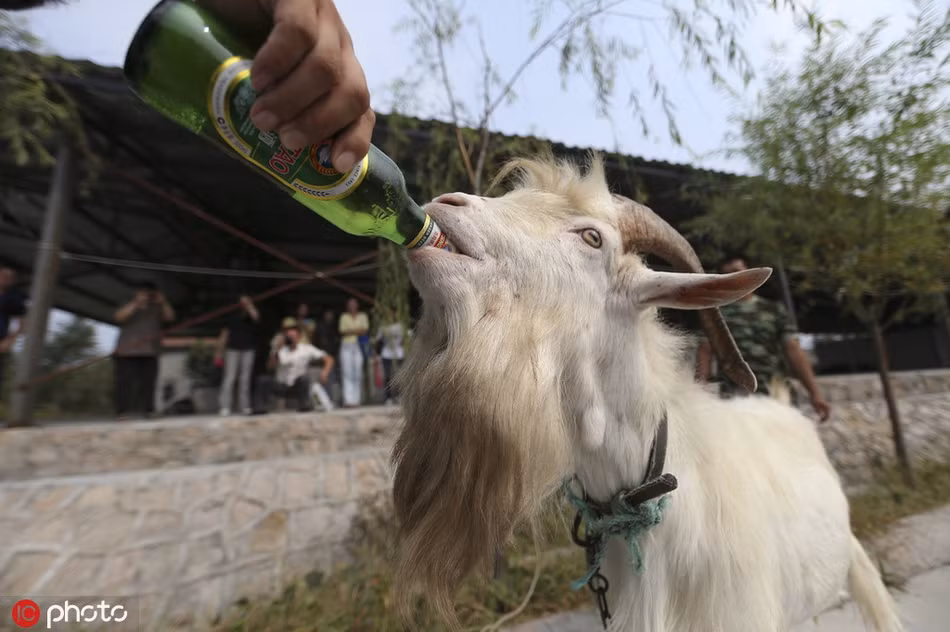 Một con dê nghiện bia, rượu ở Thanh Đảo, tỉnh Sơn Đông, Trung Quốc. Được biết, con dê này có thể uống tới 4 chai bia một lúc.