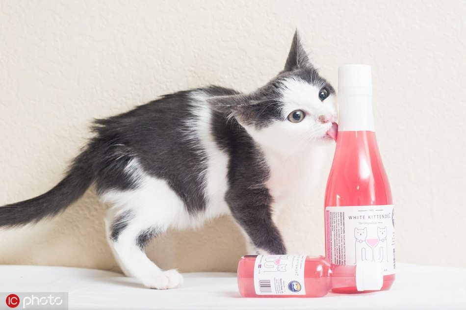 Thương hiệu Apollo Peak đã cho ra mắt một loại rượu dành riêng cho mèo, chó. Loại rượu này rất đặc biệt, không chứa cồn, nhưng có bạc hà để giúp chó và mèo thư giãn. Loại rượu này có thể khiến loài mèo cảm thấy nôn nao như con người bị say rượu.