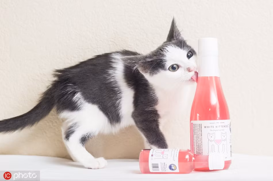 Thương hiệu Apollo Peak đã cho ra mắt một loại rượu dành riêng cho mèo, chó. Loại rượu này rất đặc biệt, không chứa cồn, nhưng có bạc hà để giúp chó và mèo thư giãn. Loại rượu này có thể khiến loài mèo cảm thấy nôn nao như con người bị say rượu.