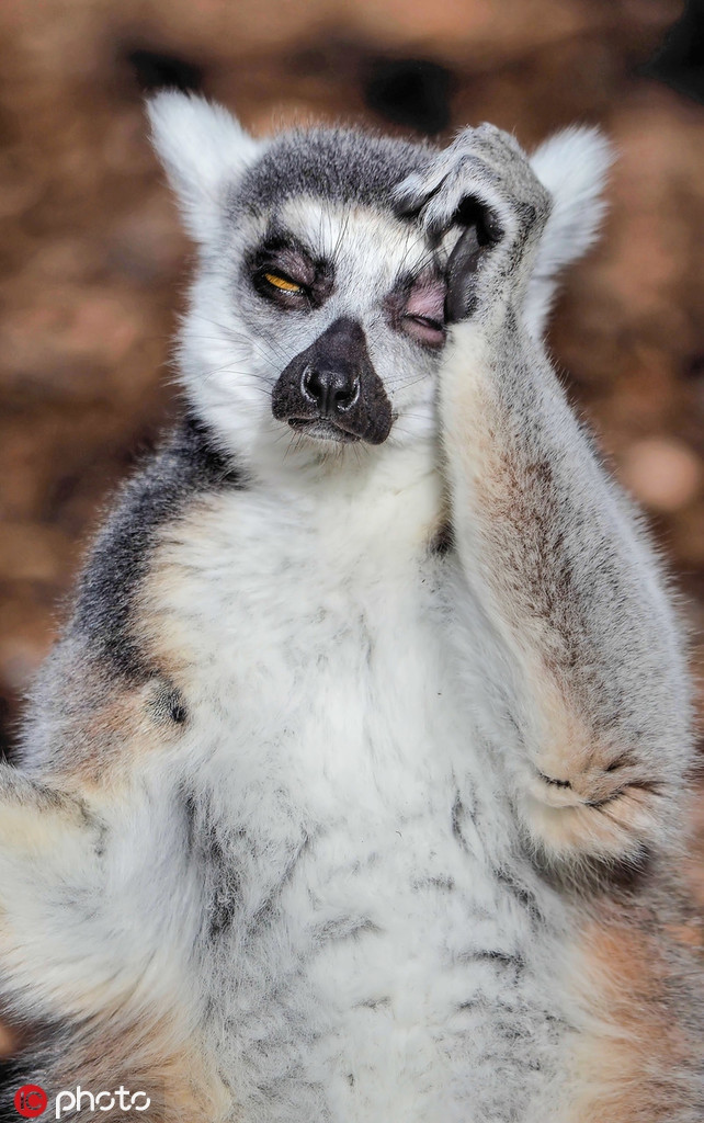 Tại sở thú Melbourne, Australia, nhiếp ảnh gia Peter Stone đã ghi lại được hình ảnh hài hước khi vượn cáo có biểu hiện chẳng khác nào say rượu.Vào sáng sớm, vượn cáo đã biểu hiện vô cùng uể oải, giống như cố đánh tỉnh mình khỏi cơn nôn nao.