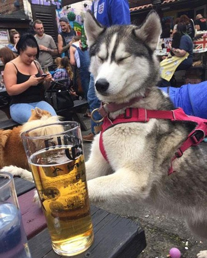 Tại lễ hội bia Oktoberfest ở München, Đức, một người đàn ông gặp phải tình huống dở khóc dở cười khi mang theo chú chó husky của gia đình đến góp vui.