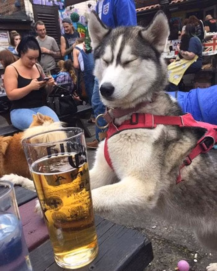 Tại lễ hội bia Oktoberfest ở München, Đức, một người đàn ông gặp phải tình huống dở khóc dở cười khi mang theo chú chó husky của gia đình đến góp vui.