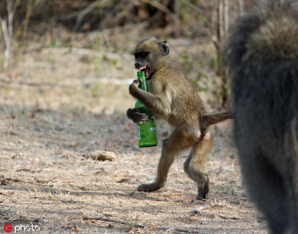 Tại vườn quốc gia Kruger ở Nam Phi, một con khỉ đang ôm theo chai bia với dáng vẻ vô cùng phấn khích, giống như nó không thể chờ đợi lâu hơn để được giải tỏa.
