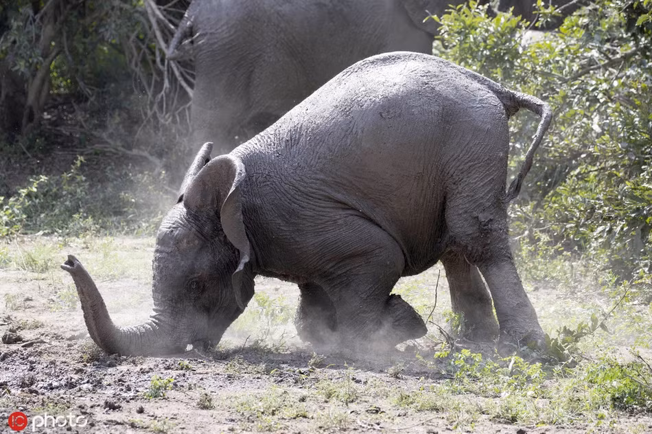 Khoảnh khắc voi ngã sấp mặt, ánh mắt lờ đờ hệt như say rượu, không làm chủ được hành vi bản thân.