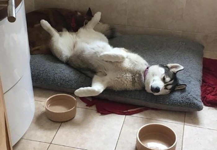 Lén lút ăn vụng cả mồi nhắm và uống trộm bia của chủ nhân, chú chó husky say khướt không đi nổi, chủ nhân phải ôm về nhà.