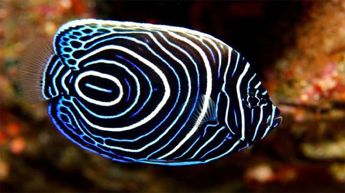 Man nhan tan muc nhung loai ca canh dep nhat-Hinh-8