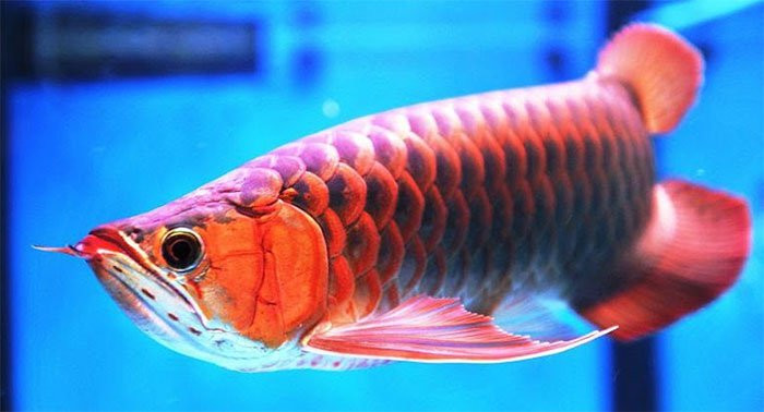 Man nhan tan muc nhung loai ca canh dep nhat