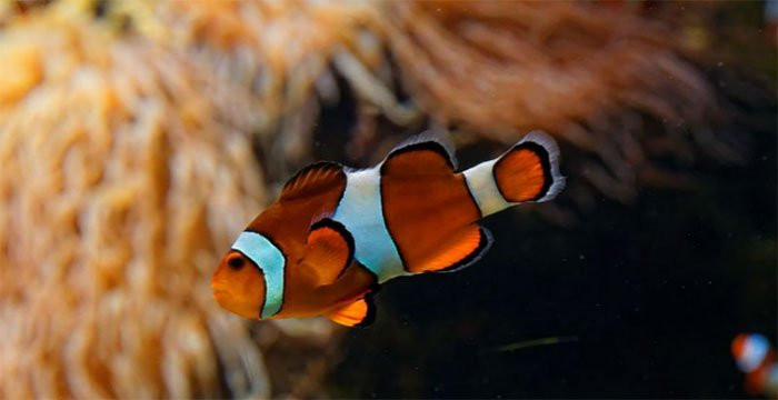 Man nhan tan muc nhung loai ca canh dep nhat-Hinh-4