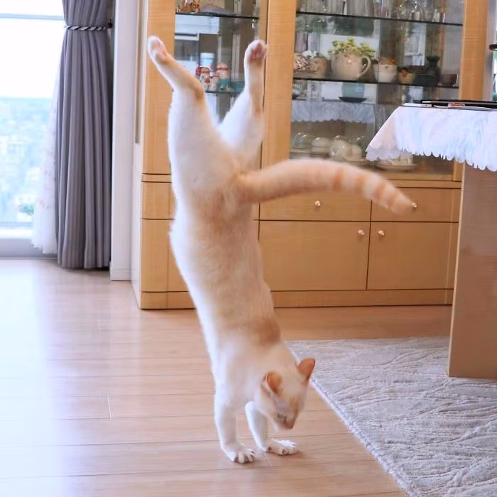 Đứng trong hàng ngũ những ngôi sao động vật nổi tiếng trên mạng xã hội, chú mèo trắng Chaco khiến nhiều người không khỏi ngưỡng mộ.